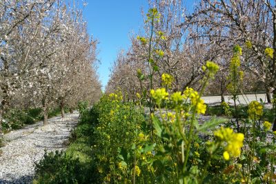 La Collective des amandes de Californie octroie des subventions de démarrage pour soutenir la santé et la biodiversité des pollinisateurs