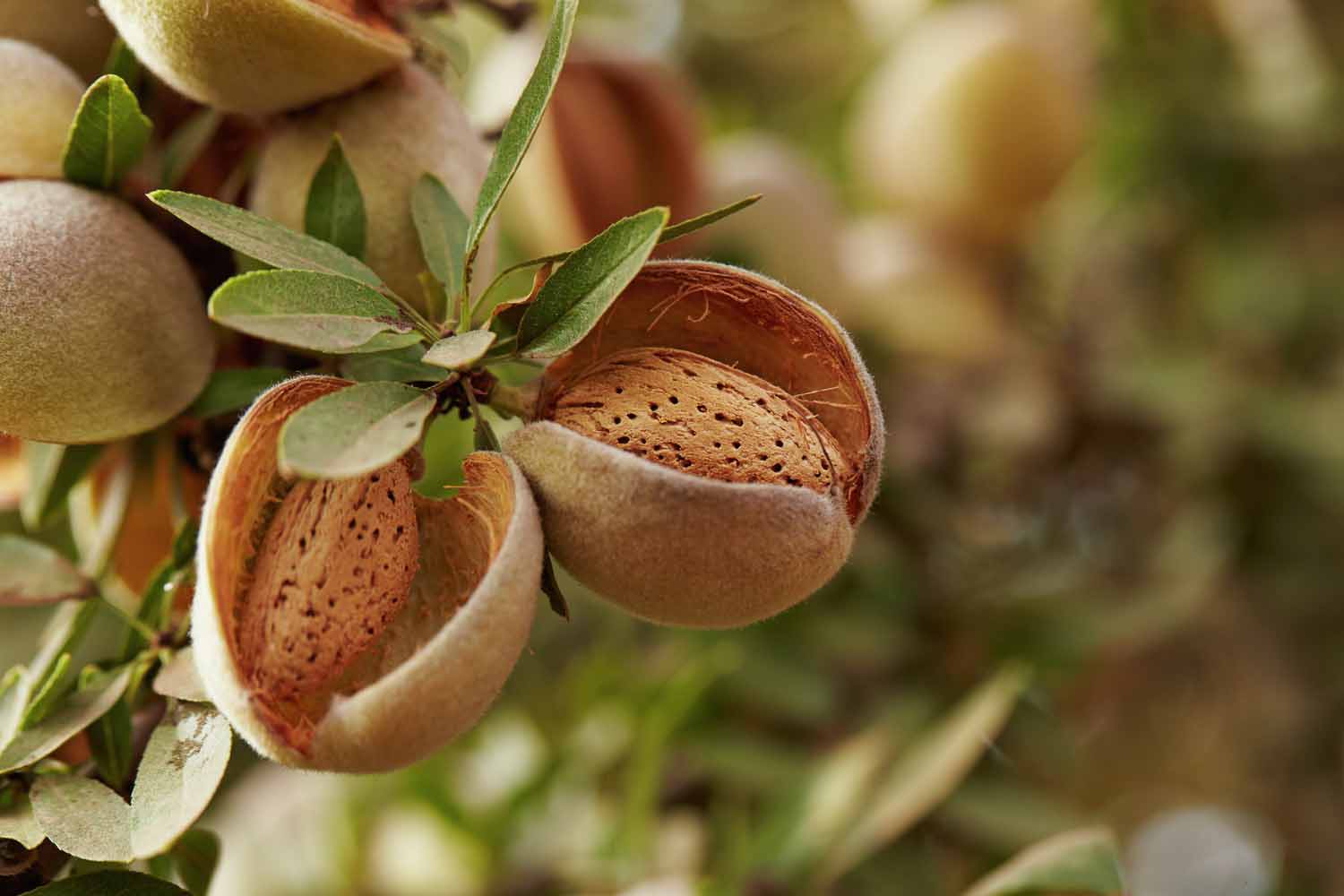 La récolte d’amandes de Californie en retrait selon le service national des statistiques agricoles du département de l&#039;Agriculture des États-Unis (USDA-NASS)