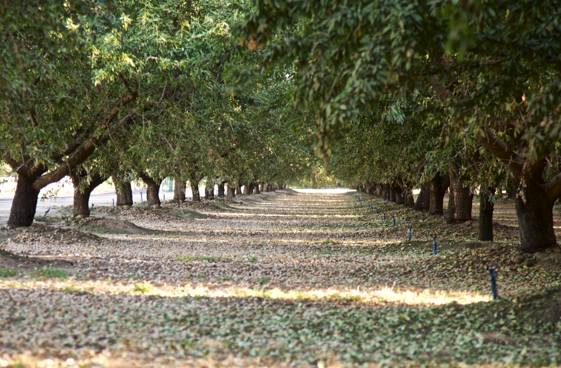 Axant ses efforts sur une culture toujours plus responsable, la communauté des amandes de Californie s’est fixée de nouveaux objectifs.